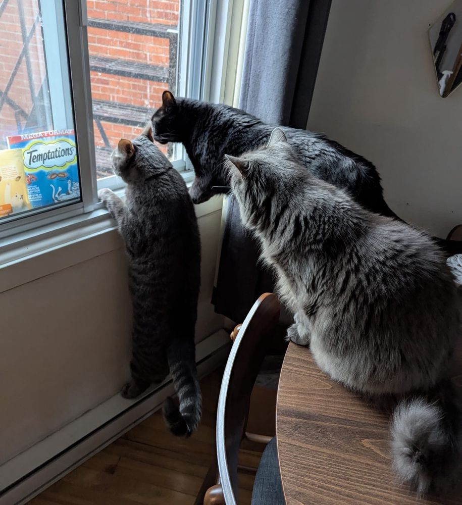 Three cats are looking intently out a window. A gray tabby is looking by hanging off the window ledge with his feet on a radiator along the wall. A fluffy gray cat is looking while sitting on a brown table near the window. A black cat is looking while stretched out with his front feet on the window ledge and his back feet on the table. 