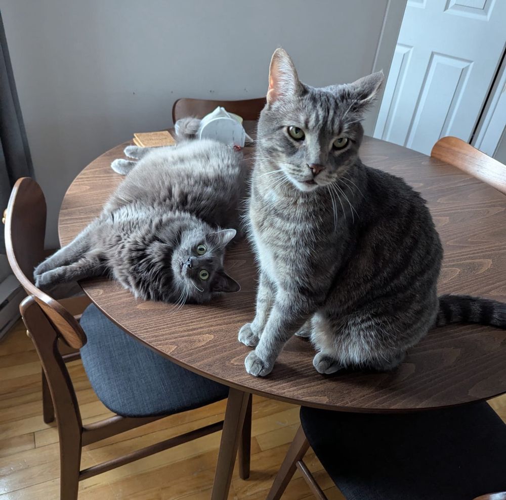 Two cats are on a brown wooden table. One cat is lying down on his side, one is sitting sideways. Both are looking at the camera. The cat lying down is fluffy, gray, and has a silly, wide-eyed expression on his face. The sitting cat is a gray striped tabby with a handsome, discerning expression on his face. 