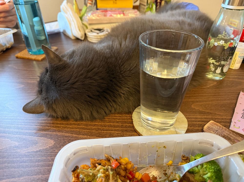 A photo of a brown wooden kitchen table. There is a fluffy gray cat lying down, very relaxed, in the middle of the table among regular table things. The cat is facing away from the camera. The cat is unnecessarily close to a tall glass of water on a coaster near his back. In front of the glass of water is a container of food. The butt area of the cat is unnecessarily close to a bottle of water. This is not a spot where a cat should be lying down and yet there is a cat. 