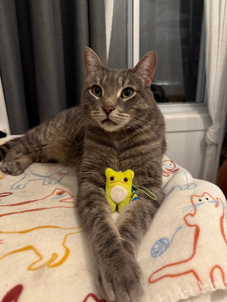 A handsome gray tabby cat posing for the camera. He is lying on his belly with his front arms stretched in front, paws lightly crossed over each other, and his back feet to the side, both legs laid on top of each other. He is looking to the top left of the camera and has a regal expression on his face. He has big green eyes outlined in cream eyeliner, a perfect orange nose, and a dainty upside down V of a mouth with one fang peeking out on the left.  A little keychain plush has been placed in his arms in front of his chest. It’s a lime green monster with big button eyes and an upside down V mouth too. 