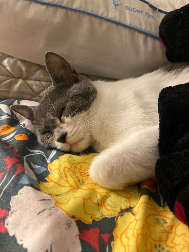 a white cat with grey markings is tucked in asleep :)