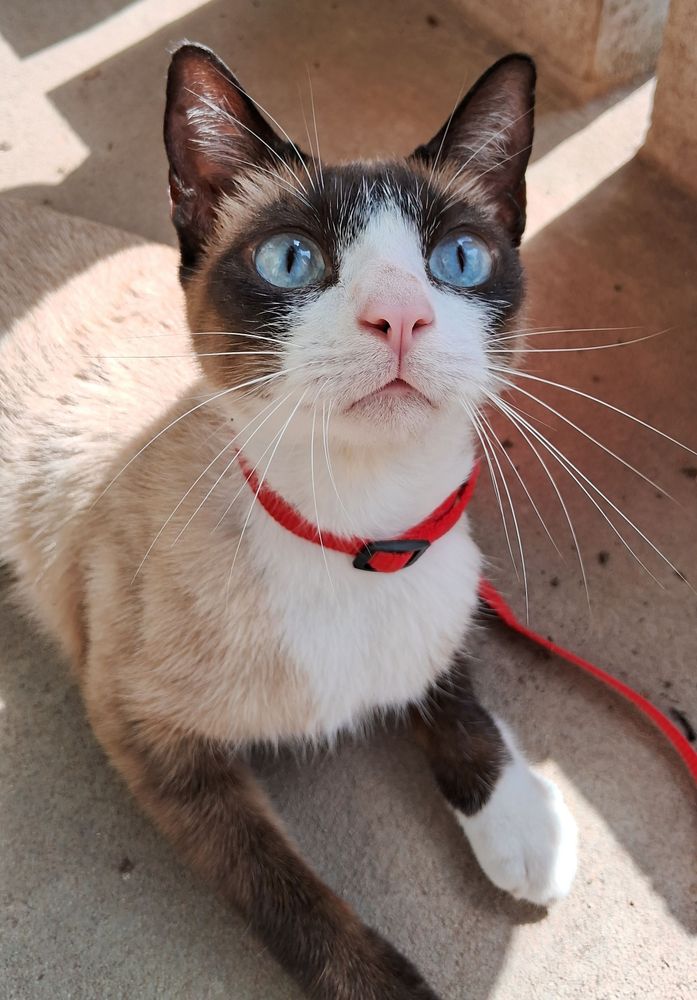 Nino de coleira peitoral pós visita no vet