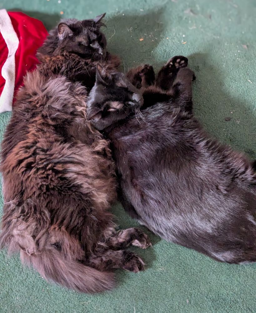 Two black cats snuggled together on a green carpet 