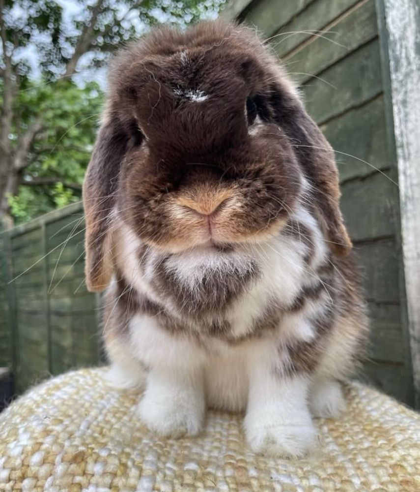 A brown and white bunny with floppy ears sits on a surface against a background of a wooden fence and greenery.