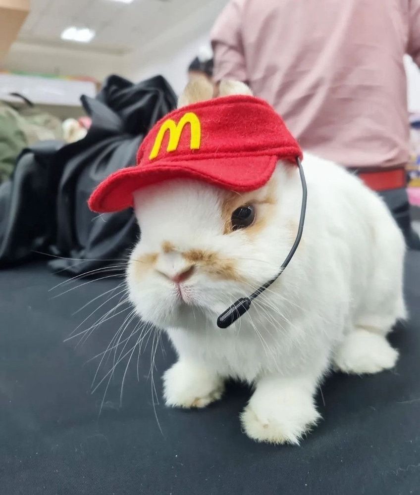 A white bunny wears a red cap with a yellow 
