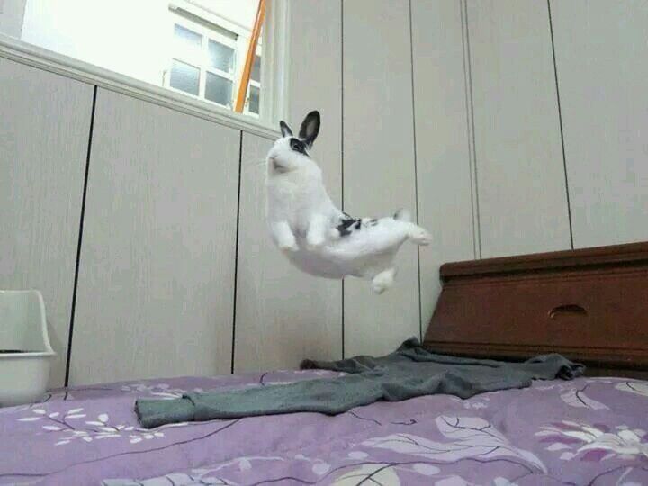 A black and white bunny leaps high in the air over a purple floral bedspread, near a window.