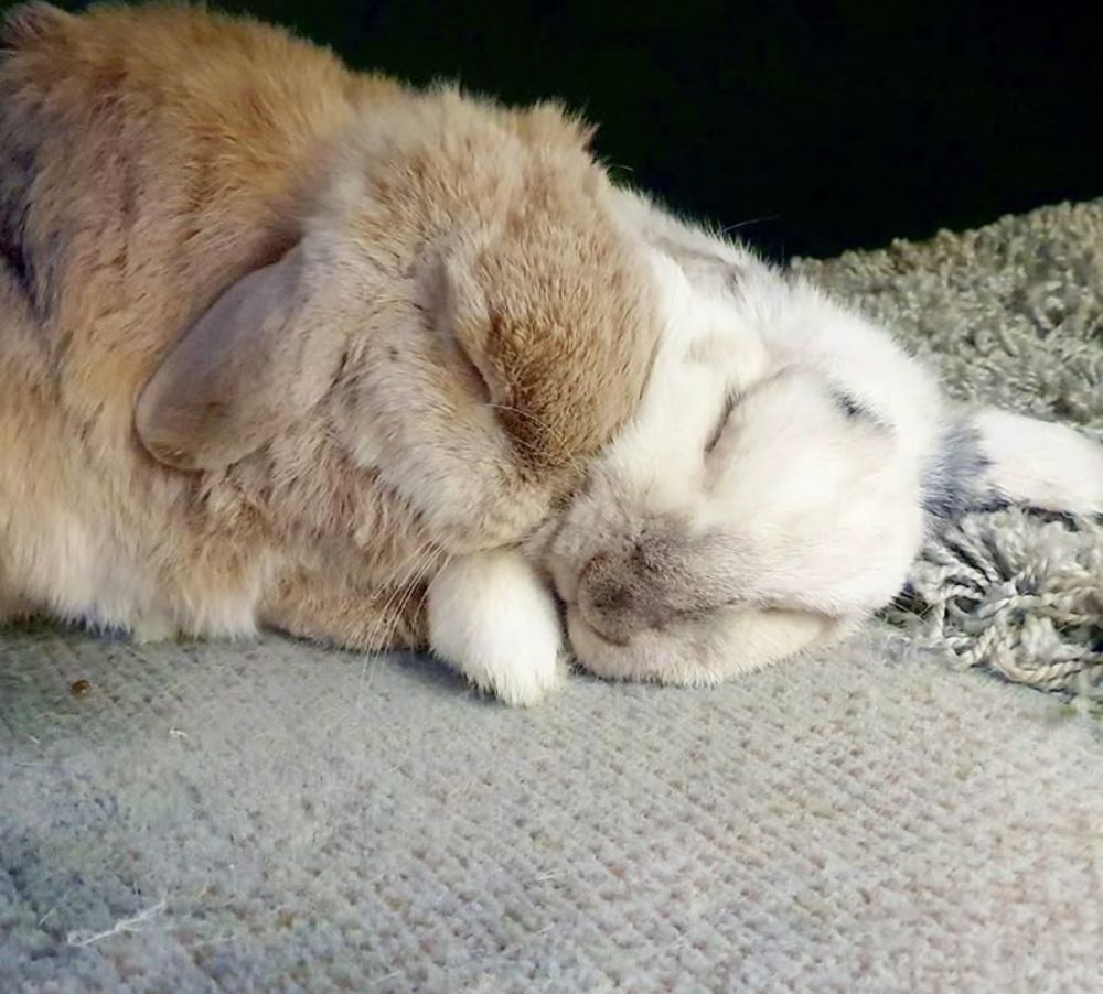 Two bunnies snuggling together on a soft surface. Their eyes are closed.