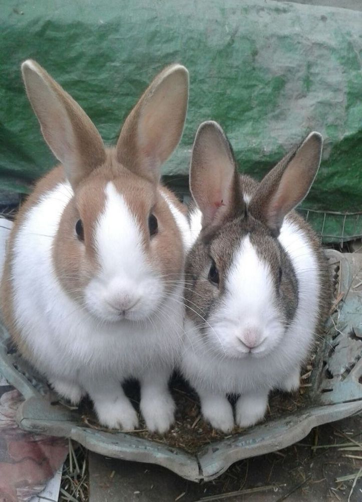 Two bunnies sit closely together in a tray. One is tan and white, the other gray and white. Both of them have upright ears.