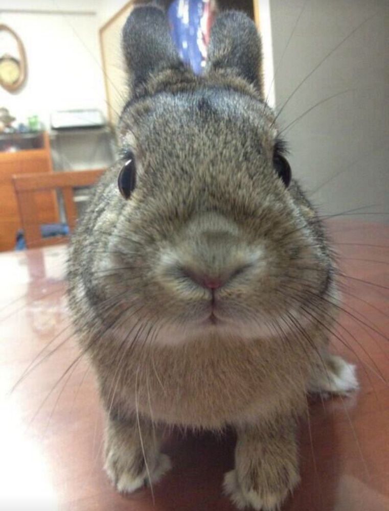 Close-up of a bunny with gray fur and dark eyes, sitting on a wooden table.