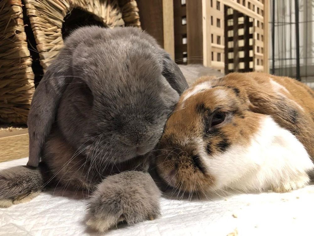 Two bunnies, one dark gray and one brown and white, rest closely together on a white surface. Wicker baskets are visible in the background.
