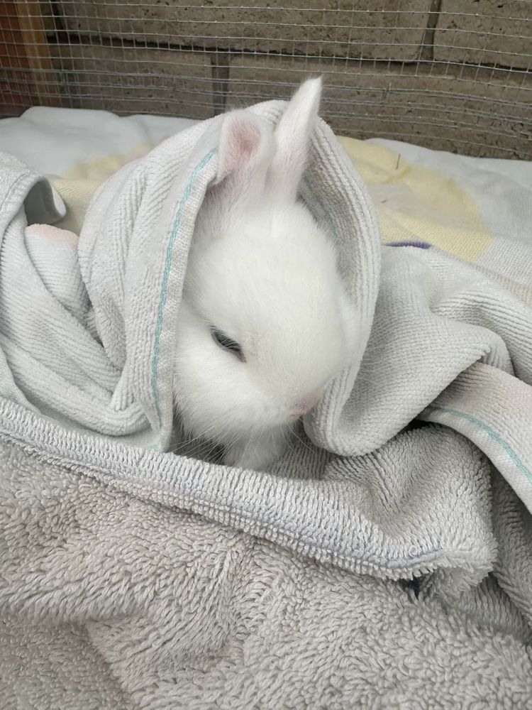 A small white bunny is nestled in a soft, light gray towel.