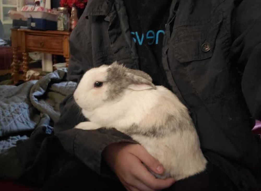 A person is holding a white and gray bunny in their lap, wearing a dark jacket. A wooden table is in the background.