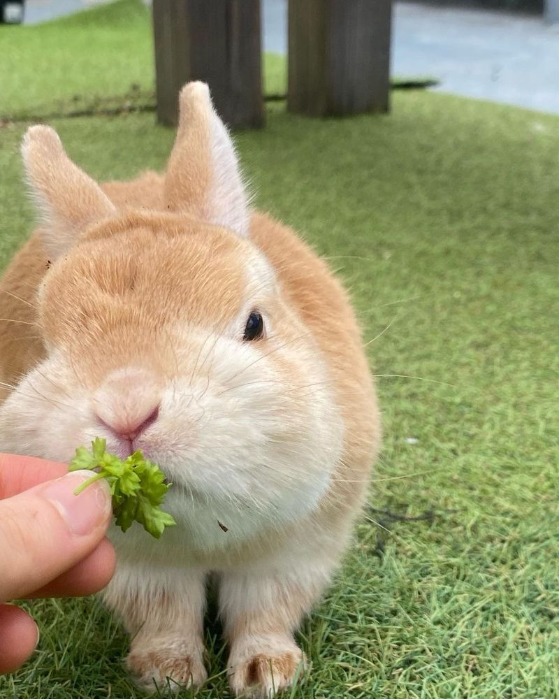 A bunny nibbling on a piece of green parsley held by a hand.