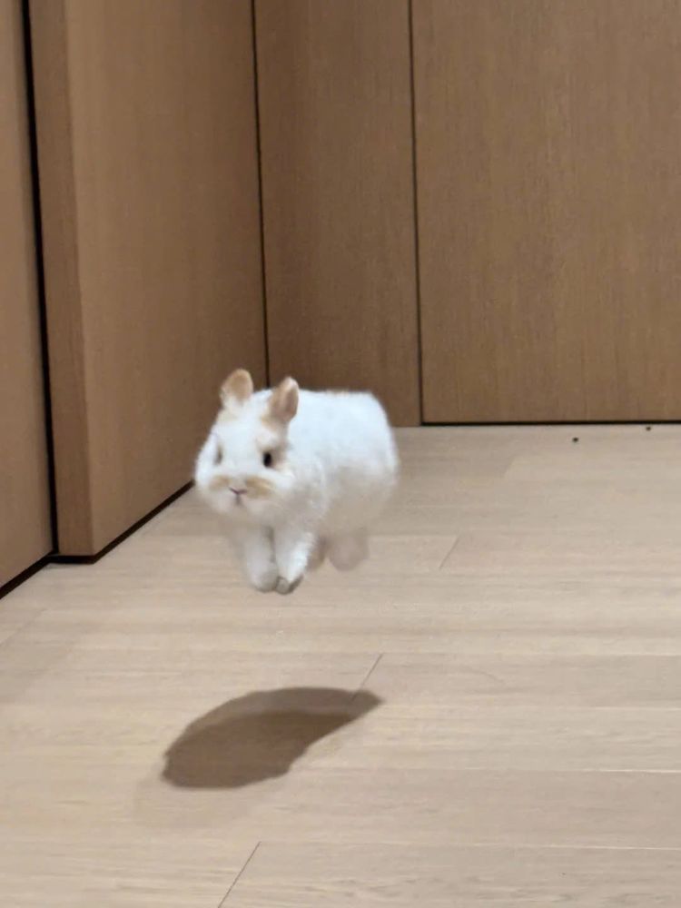 A white bunny is captured mid-jump on a wooden floor, casting a shadow.