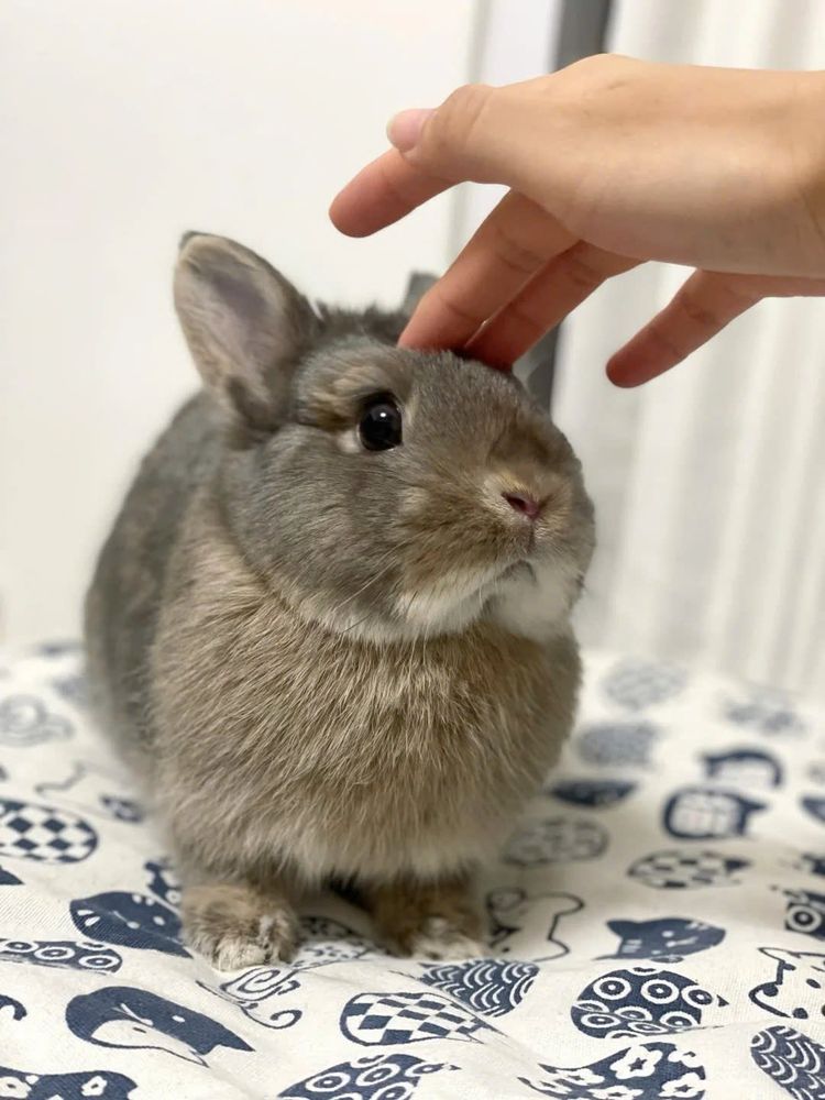 A gray bunny sits on a patterned cushion while a hand gently pets its head.