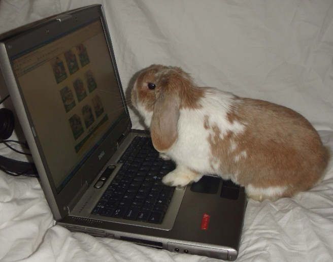 A brown and white bunny curiously sits on a laptop keyboard, looking at the screen displaying images.