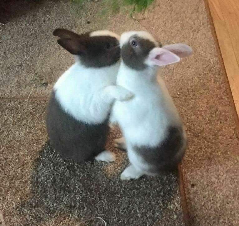 Two bunnies with white and dark brown fur stand on a textured carpet. One appears to hug the other.