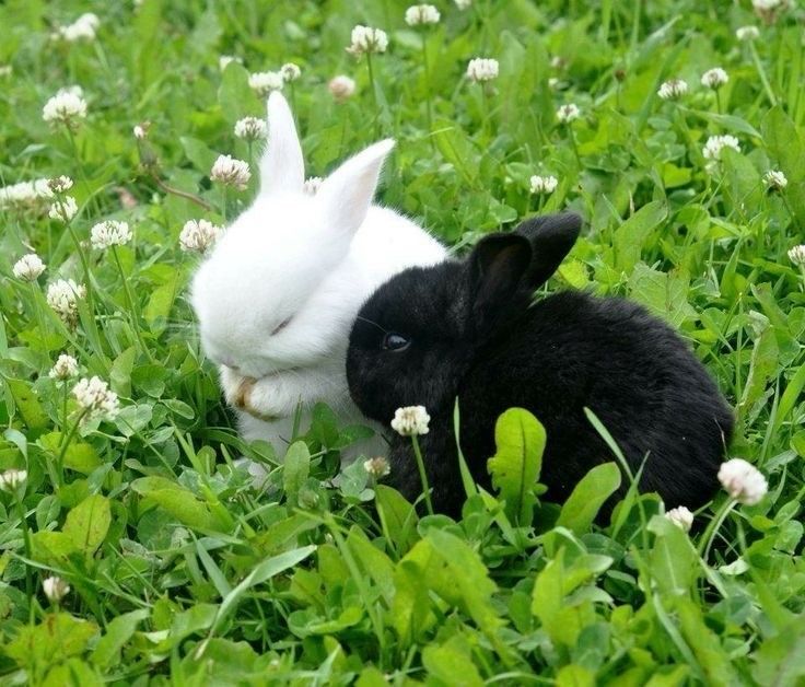 Two small bunnies, one white and one black, sitting next to each other in a lush green field with white clover flowers.