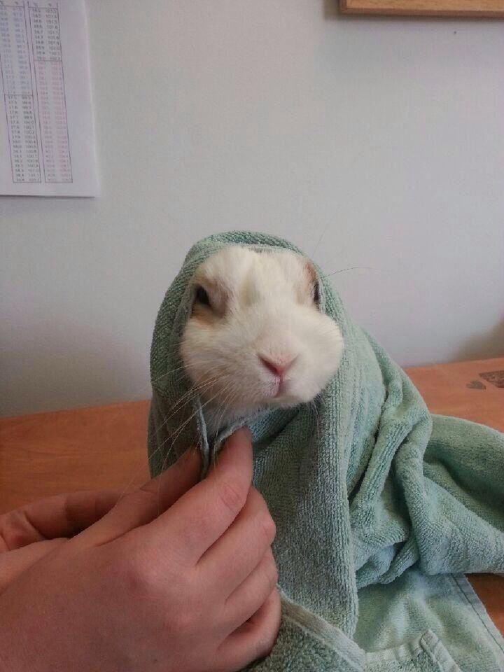 A bunny wrapped in a green towel with only its face visible. A hand gently adjusts the towel.