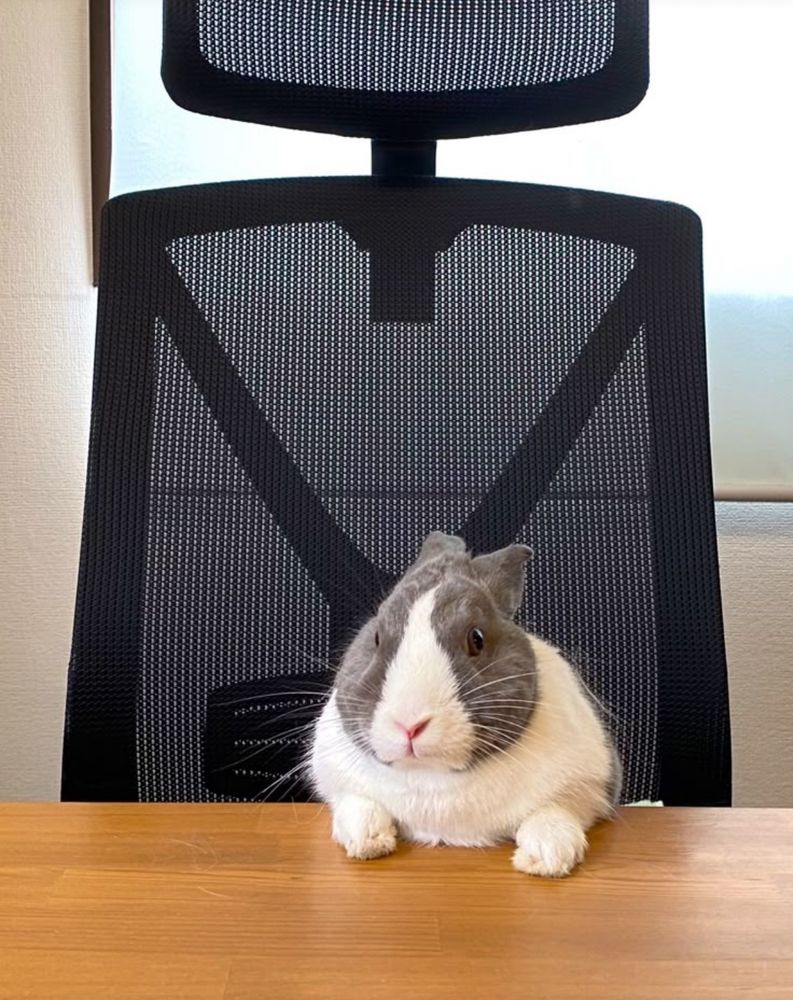 A gray and white bunny sits on a wooden table in front of a large black office chair.