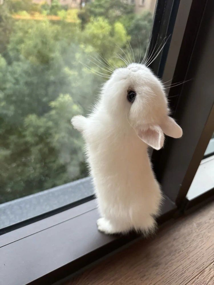 A small, white bunny stands on its hind legs, peering out a window. Lush green trees are visible outside.