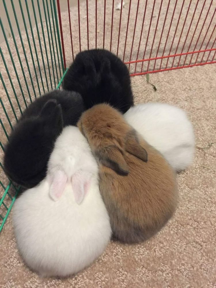 A circle of five fluffy bunnies, each a different color, cuddle closely on a soft carpet.