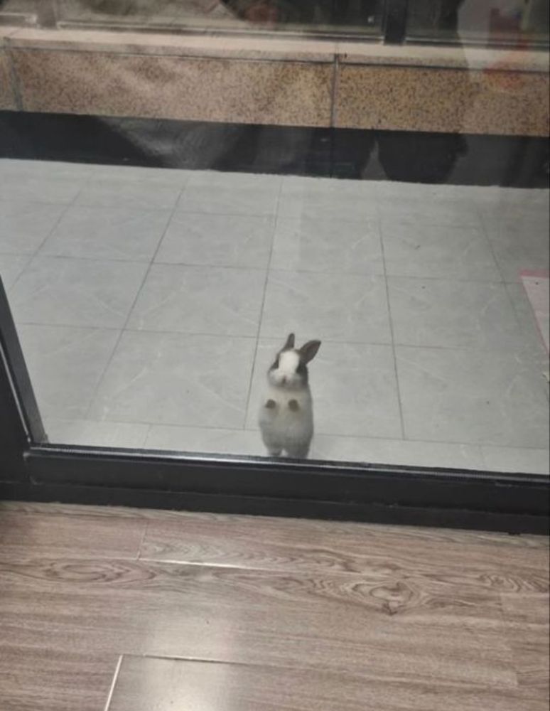 A small black and white bunny stands on its hind legs behind a glass door, peering inside.