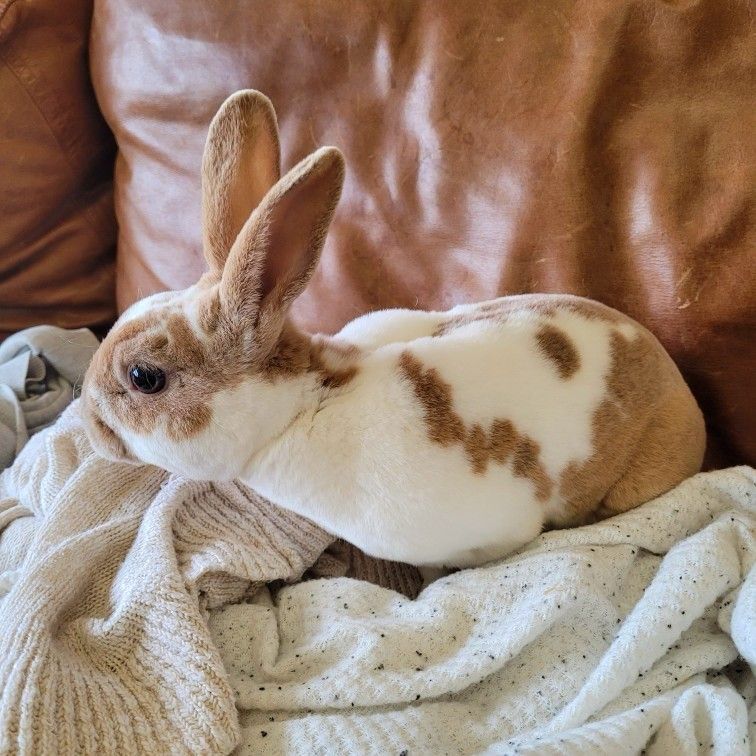 A brown and white bunny with large ears sits on a knitted sweater on a tan leather couch.
