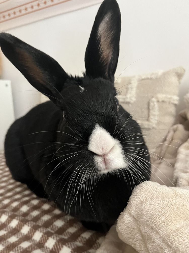 A black bunny with white facial markings and long ears sits on a checkered blanket.