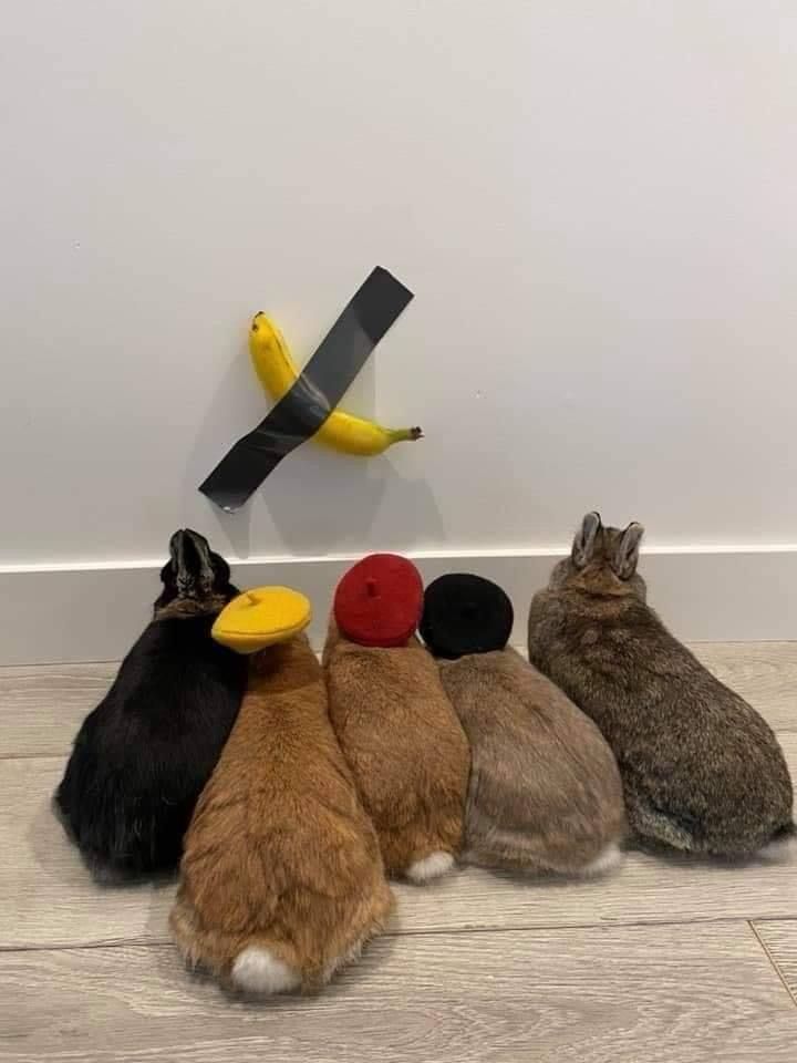 Five bunnies sit in a row facing a wall, observing a banana taped to it. The middle three bunnies wear small colored berets.