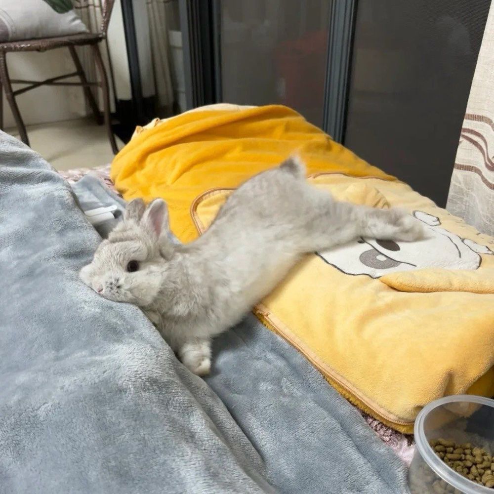 A gray bunny lounges comfortably with its head resting on a soft gray blanket. It stretches out on a yellow pillow.
