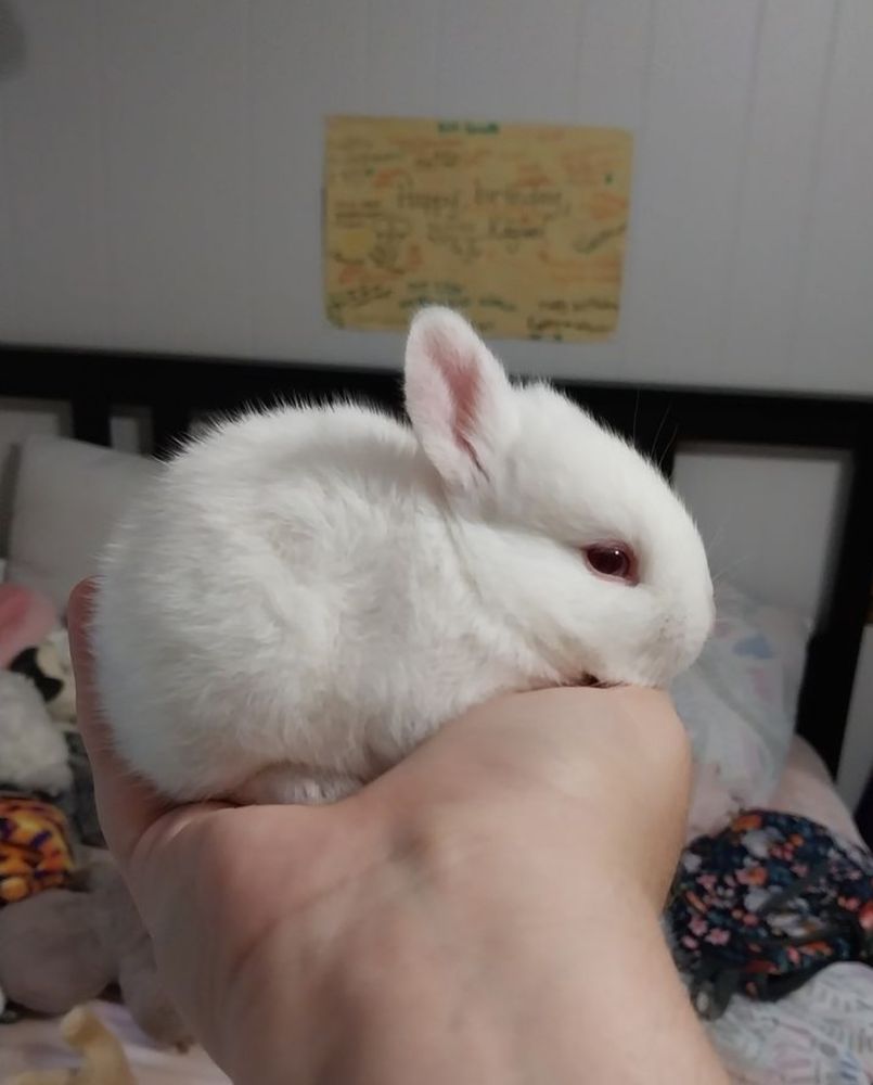 A small white bunny is cupped gently in a person's hand. The background shows a room with a bed and a yellow poster.