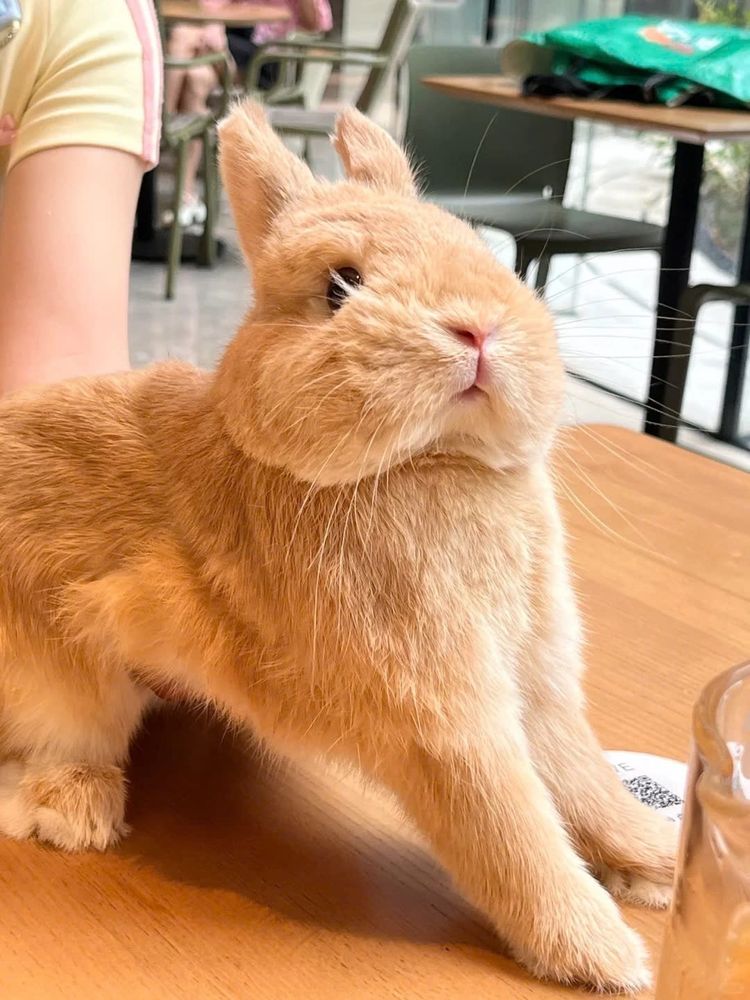 A light brown bunny stretches on a wooden table, casting a shadow. It's next to a glass cup.