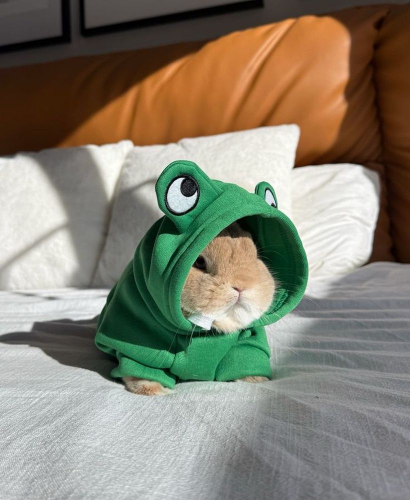 A small brown bunny wearing a green frog-themed hoodie sits on a white bed in a sunlit room.