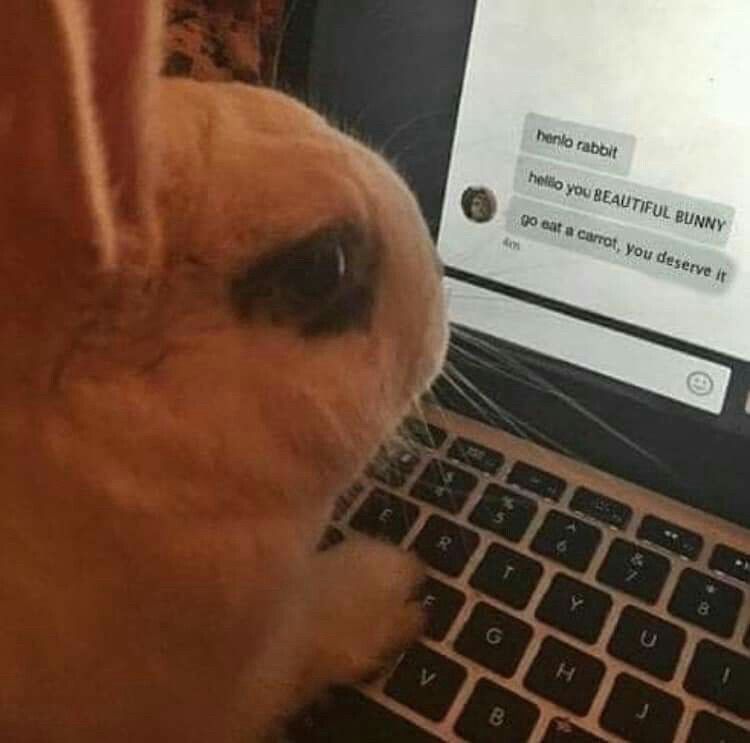 Close-up of a bunny looking at a laptop screen displaying a chat message. The message encourages the bunny to enjoy a carrot.