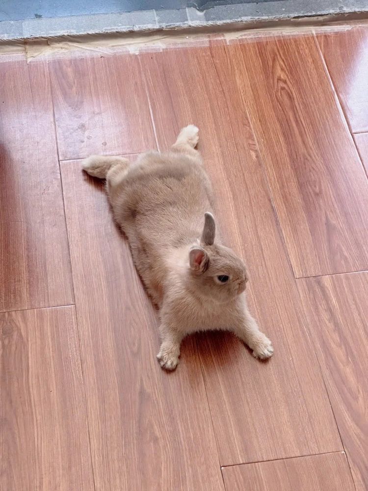 A bunny sprawls comfortably on a polished wooden floor, legs extended behind.