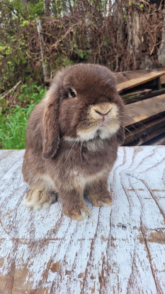 A brown lop-eared bunny sitting on a weathered, whitewashed wooden surface, with greenery and tangled branches in the background.