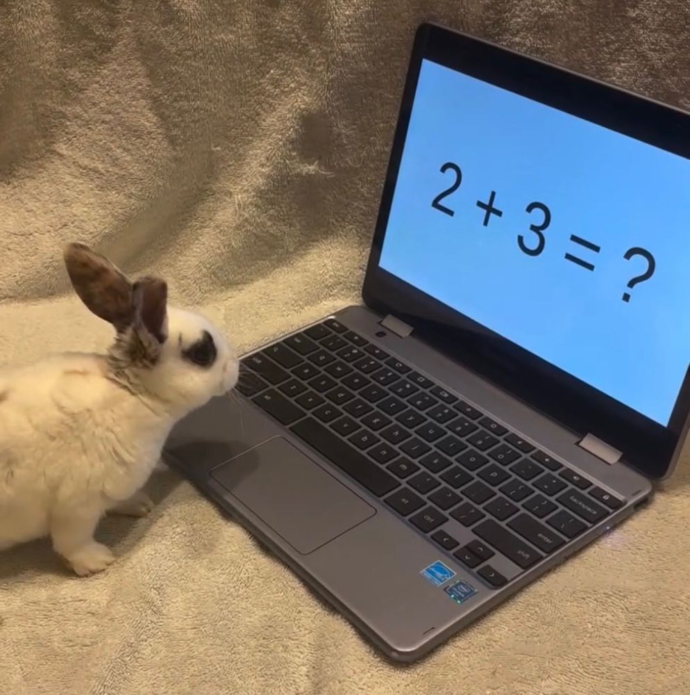 A curious bunny looks at a laptop displaying the math problem 