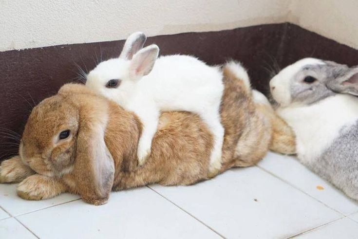Three bunnies rest in a cozy corner. A white bunny lies on a brown one, while a gray and white bunny relaxes nearby.