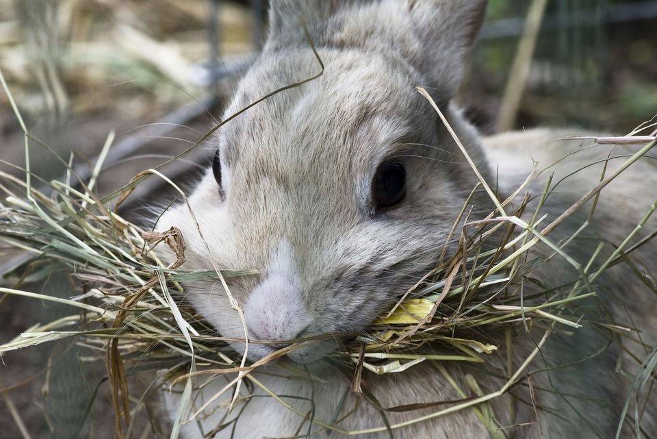Close-up of a bunny holding a bunch of dry grass in its mouth.