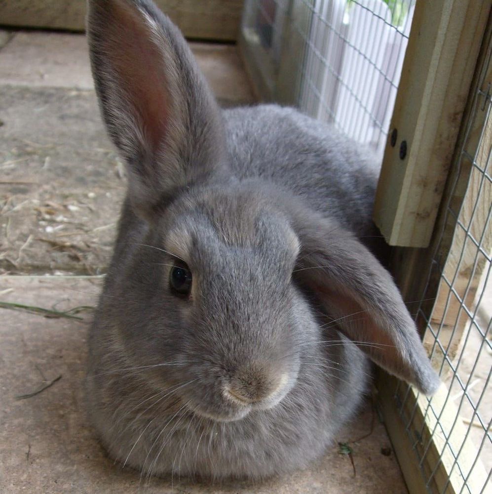 A gray bunny with large ears lounges on the ground inside a wire-fenced enclosure.