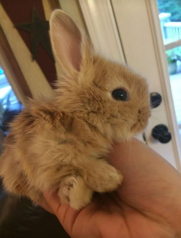 Side view of a small brown bunny held gently in a person's hand indoors.
