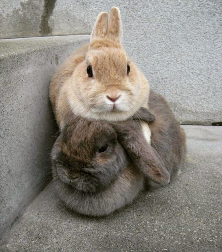 Two bunnies snuggle against a concrete step. The top bunny is light brown, leaning on the darker brown bunny below.