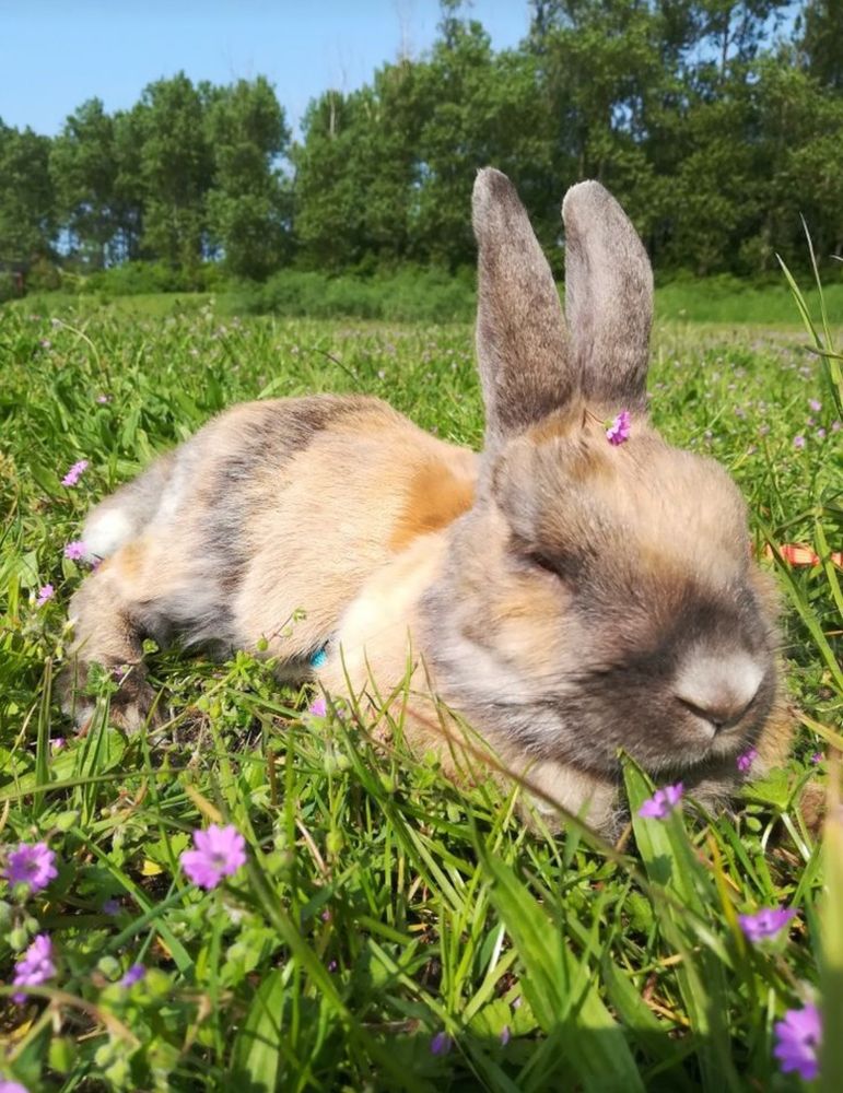 A brown bunny with closed eyes rests on green grass dotted with small purple flowers. The background shows lush green trees under a clear blue sky.