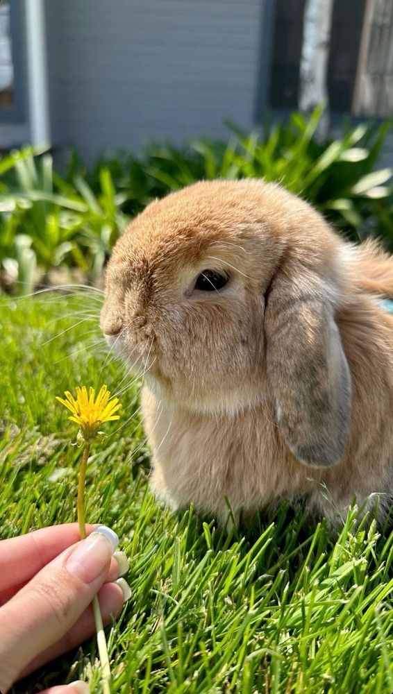 A brown lop-eared bunny sits in green grass, sniffing a hand-held yellow dandelion.