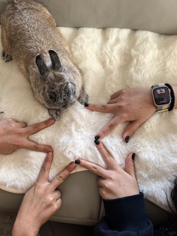 A dark gray bunny lies on a soft, white surface. Four different hands point towards it, creating a star shape.