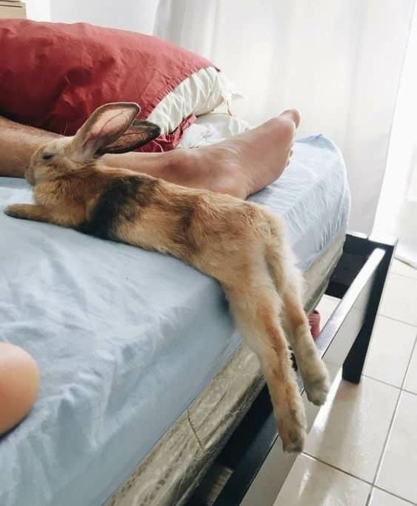 A bunny lies stretched out on a bed next to a person's feet. Bright daylight filters through nearby curtains.