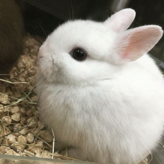 Side view of a small white bunny sitting on a bed of hay and wood shavings.