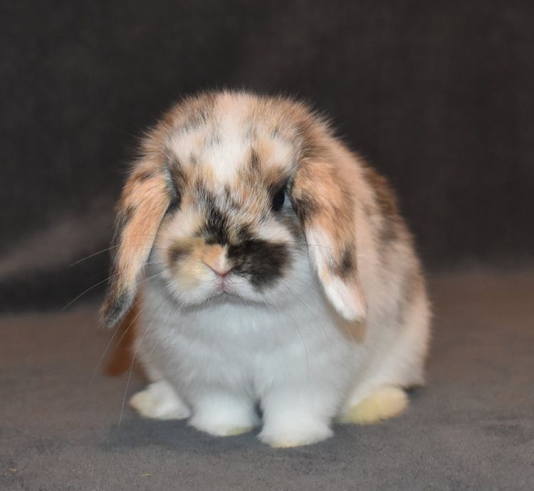 A multicolored bunny with droopy ears sits on a gray surface while looking at the camera.