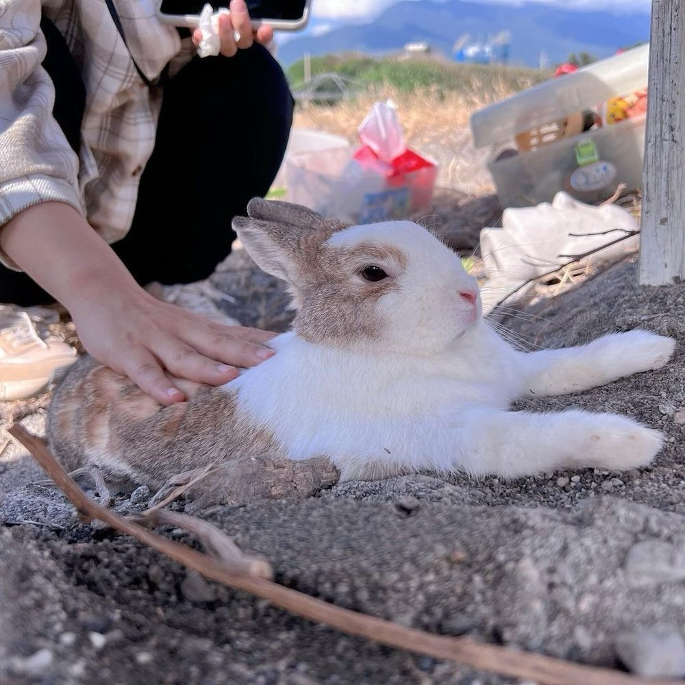A person gently pets a relaxed brown and white bunny lying on sandy ground. Picnic items and hills are in the background.